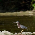 avian-enjoyer avatar