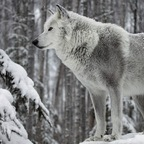 norwegianwhitewolf avatar