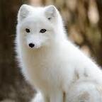 snowfox2020 avatar