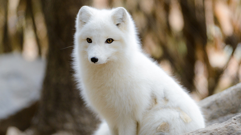 snowfox2020 onlyfans leaked picture 2